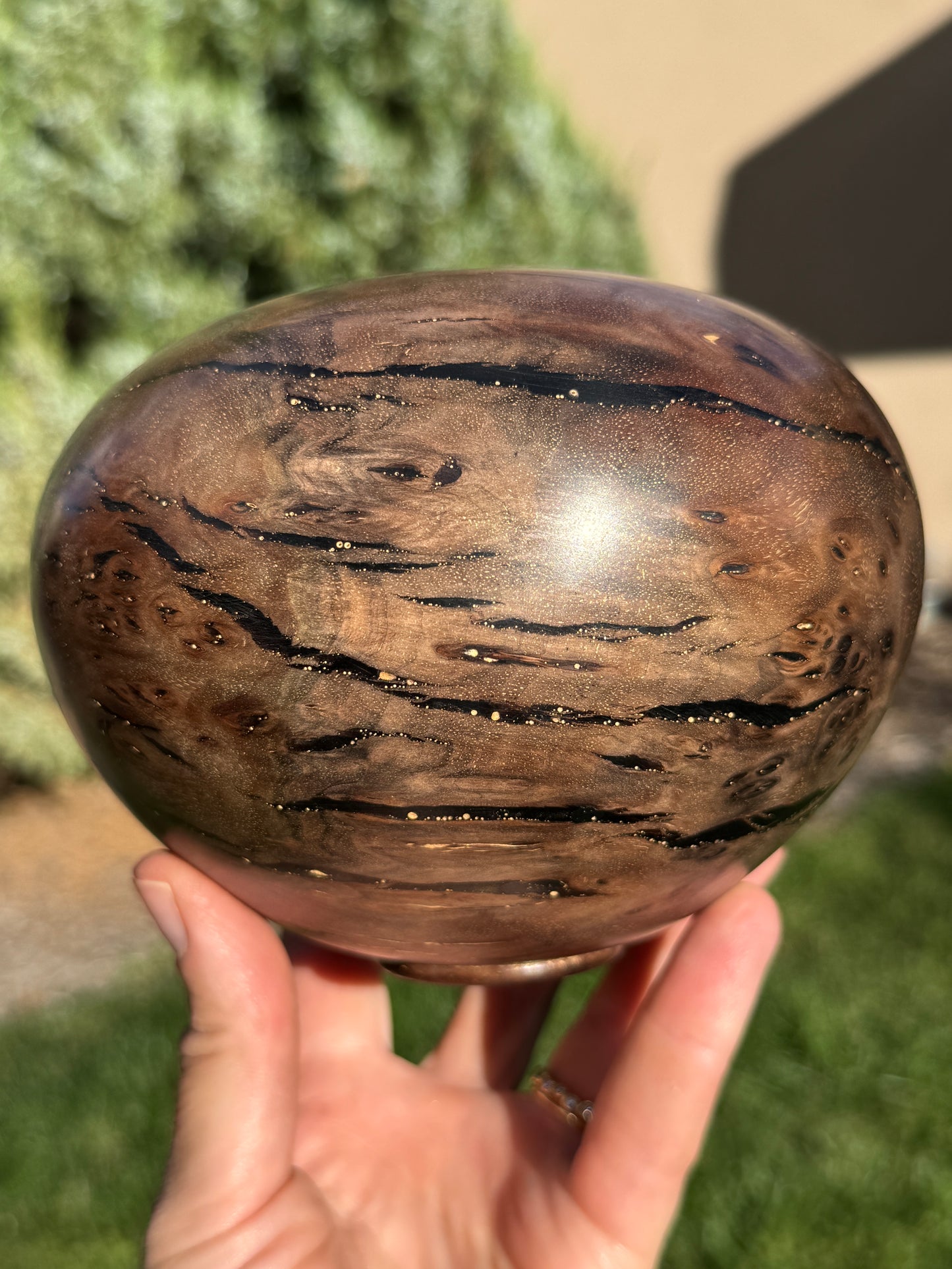 #170 - Claro Walnut Burl Vessel with Black Inlay