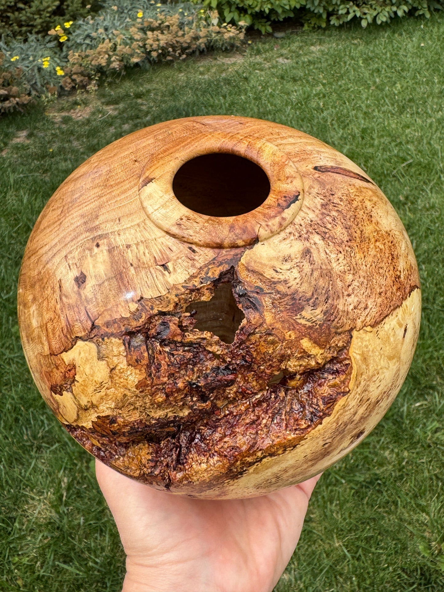 #172 - Honey Locust Burl Vessel